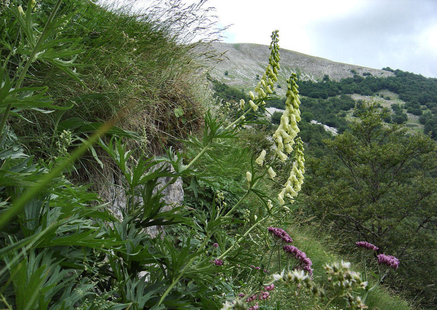 Aconitum lycoctonum