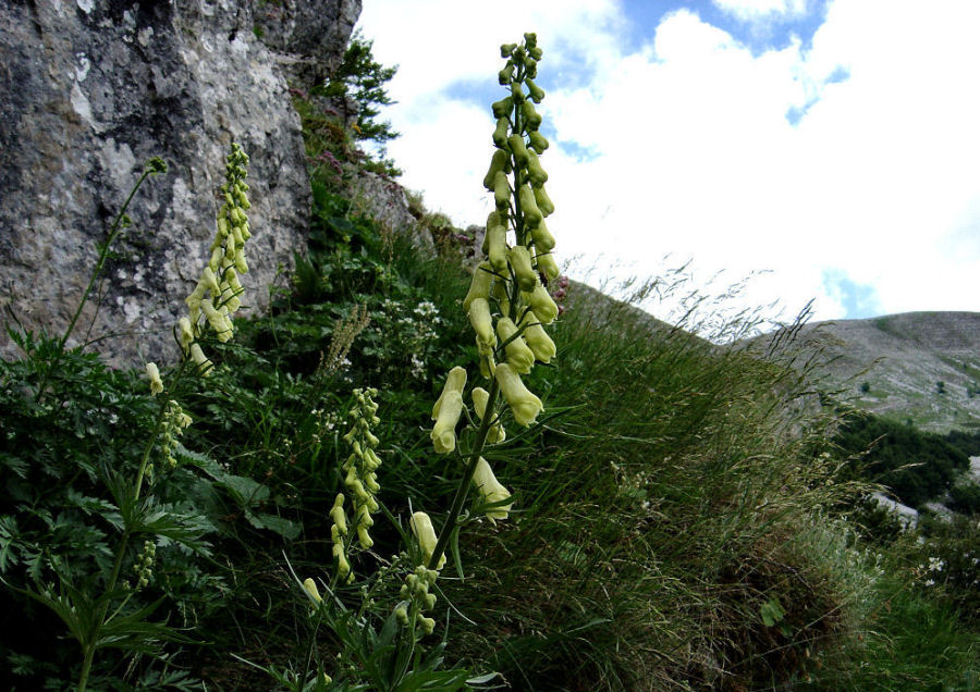 Aconitum lycoctonum