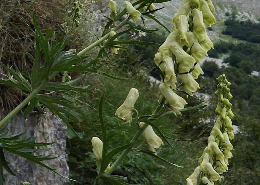 Aconitum lycoctonum