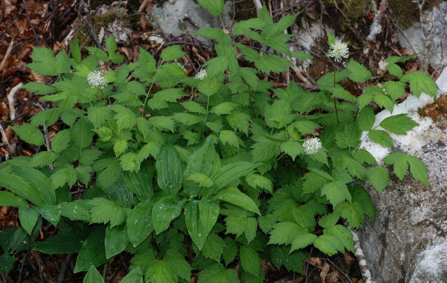 Actaea spicata