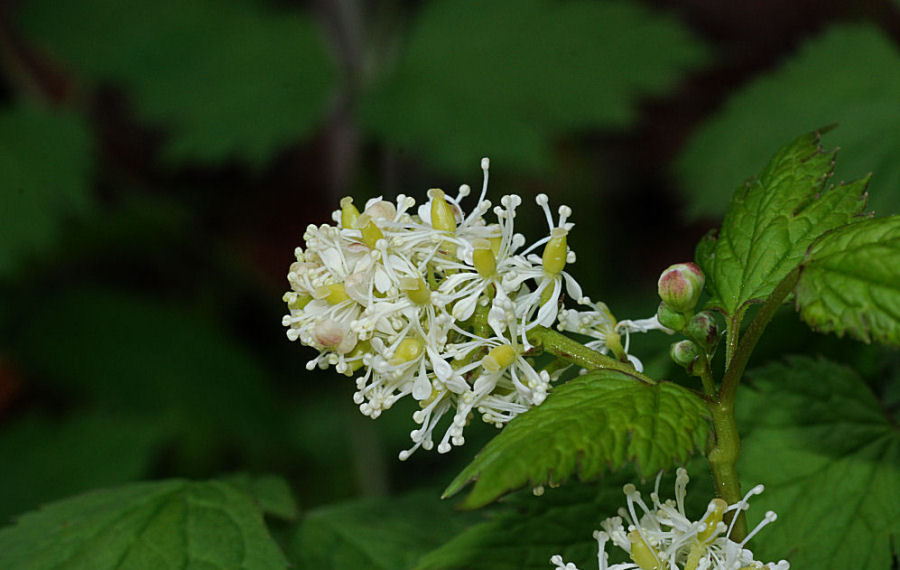 Actaea spicata