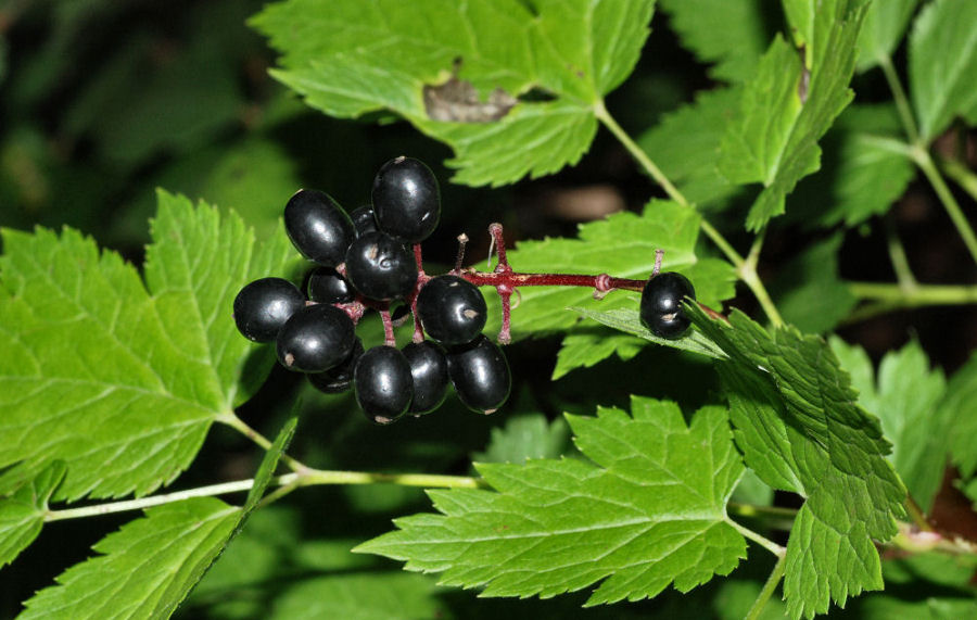 Actaea spicata