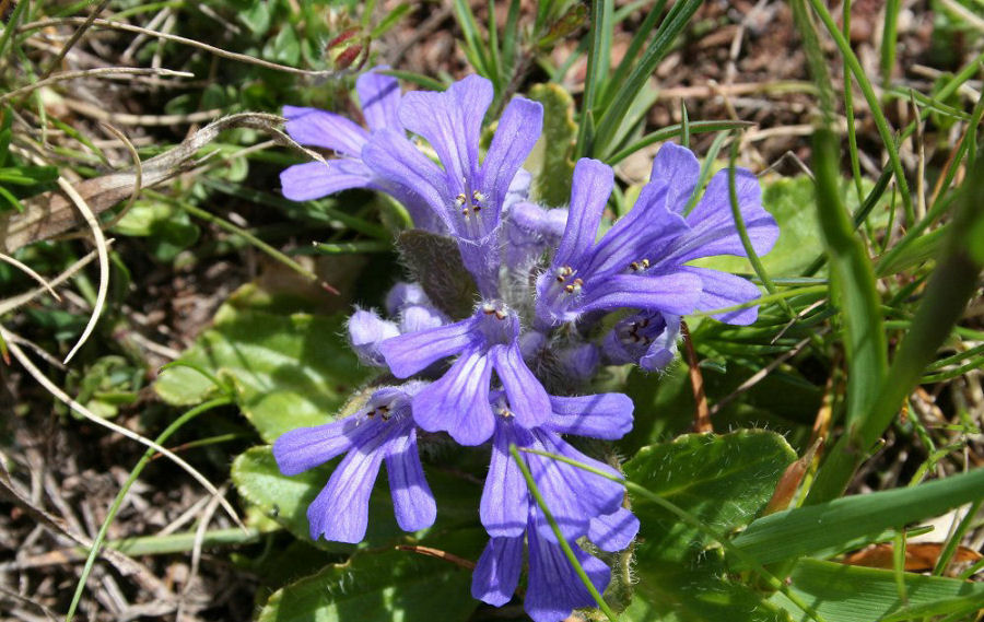 Ajuga tenorei
