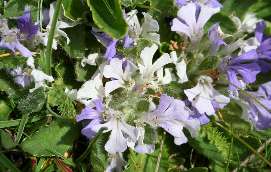 Ajuga tenorei