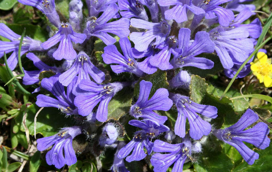Ajuga tenorei