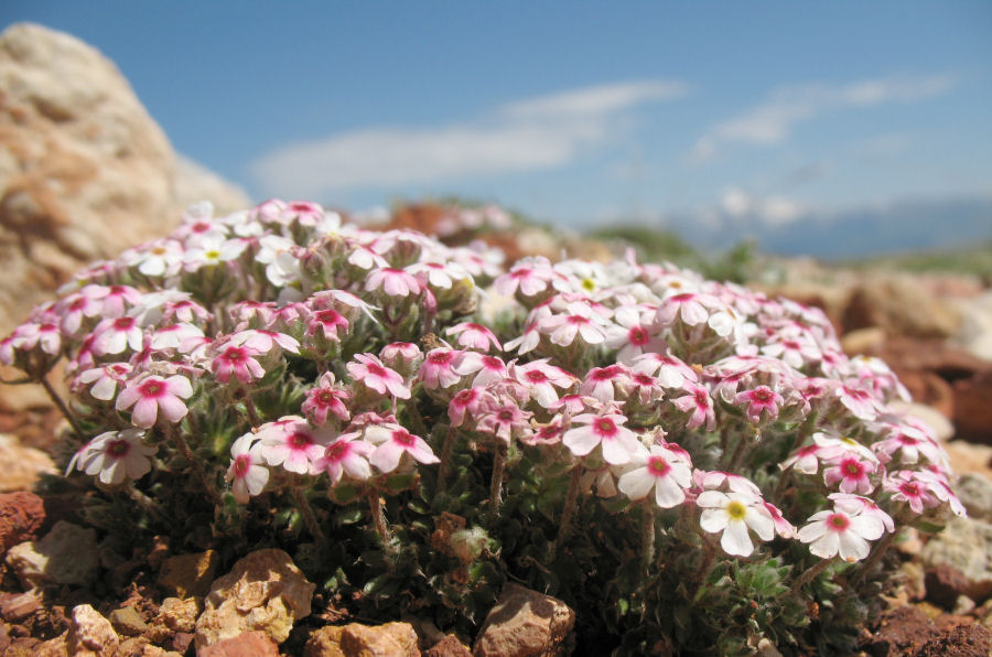 Androsace villosa villosa
