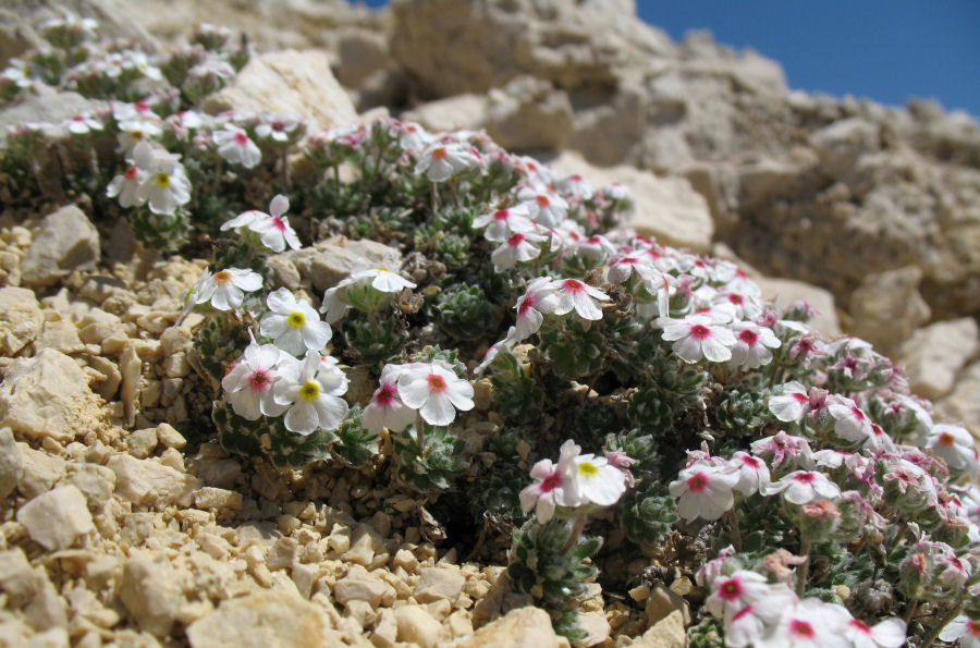 Androsace villosa villosa