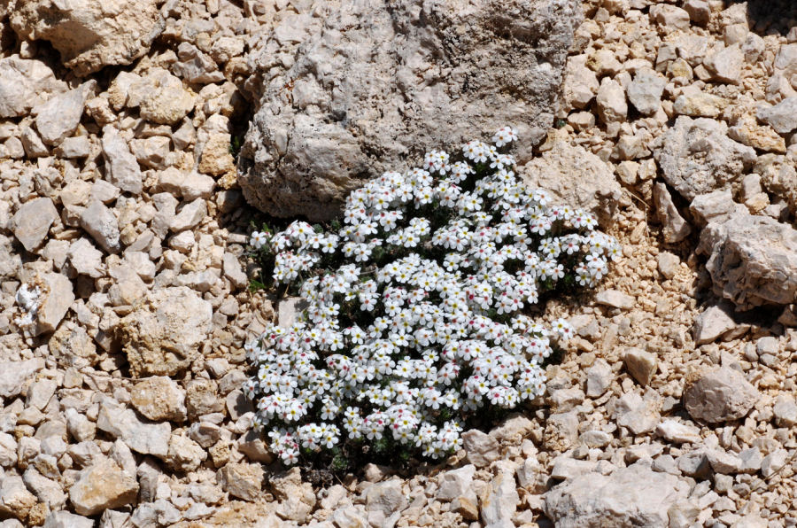 Androsace villosa villosa