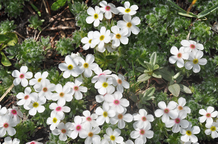 Androsace villosa villosa