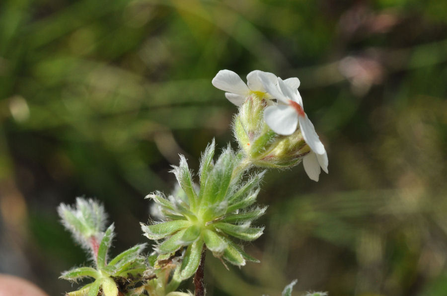Androsace villosa villosa