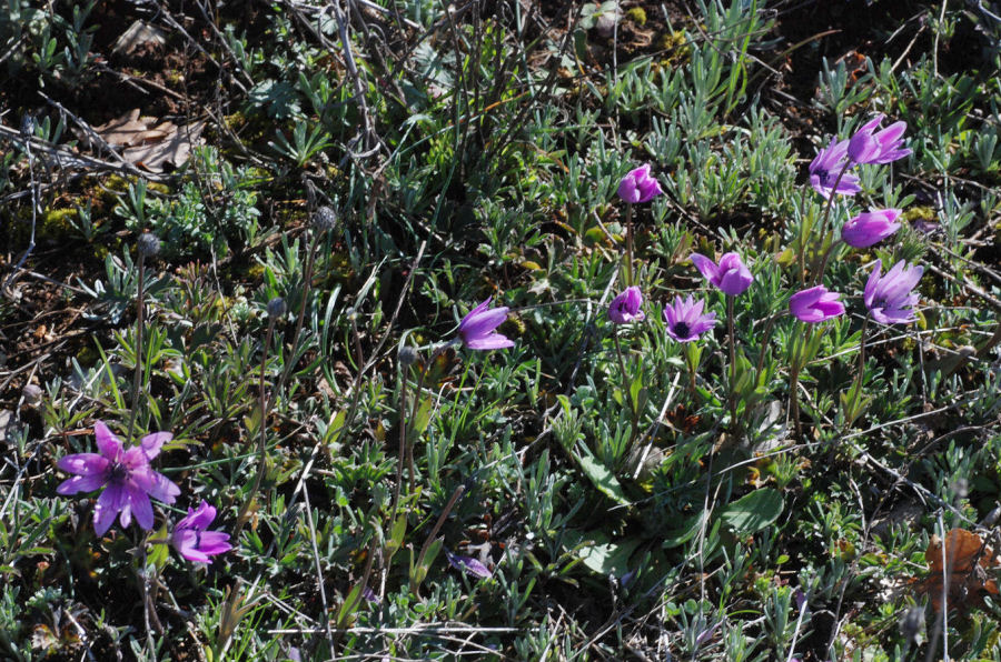 Anemone hortensis hortensis