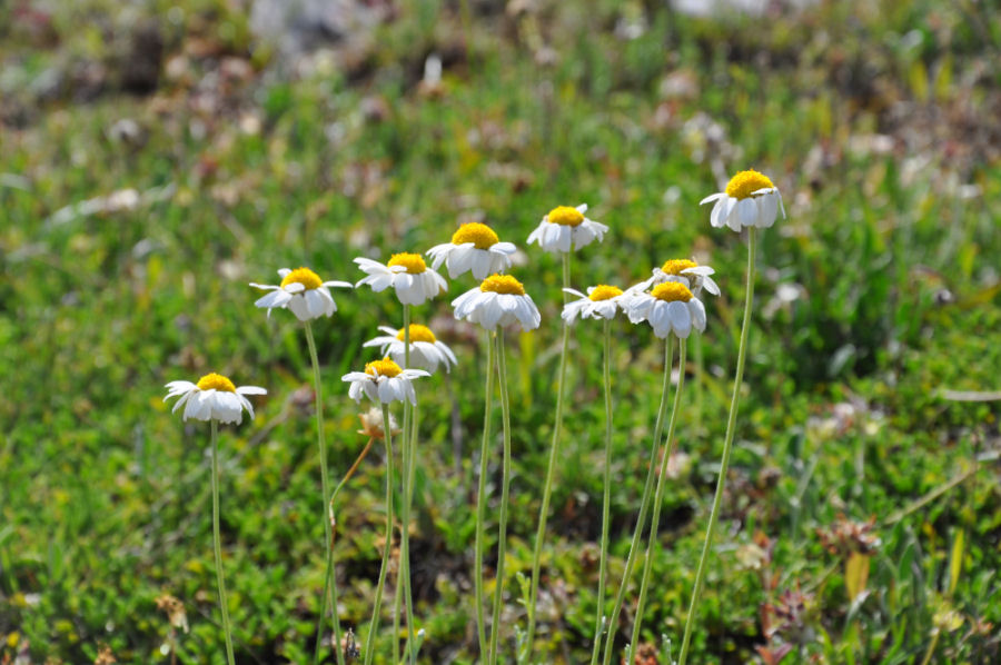 Anthemis cretica columnae