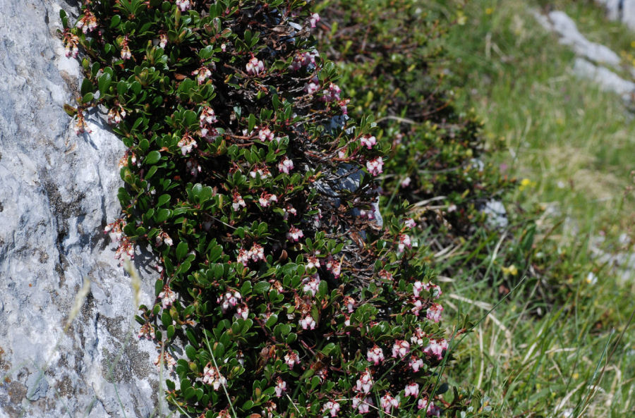 Arctostaphylos uva-ursi