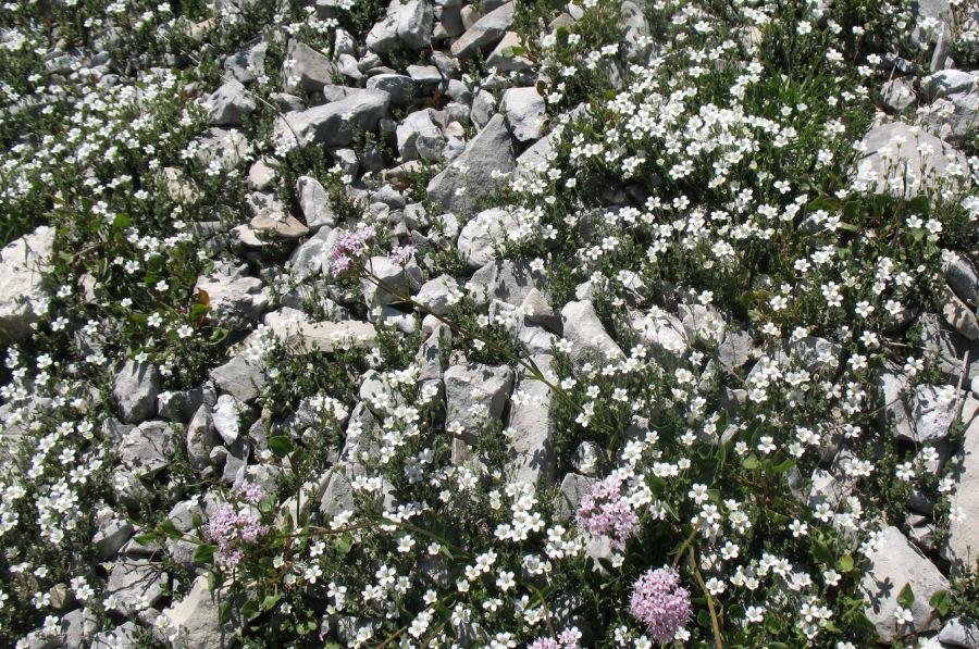 Arenaria bertolonii