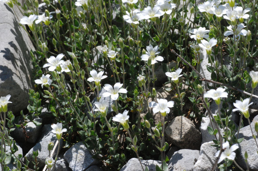 Arenaria bertolonii