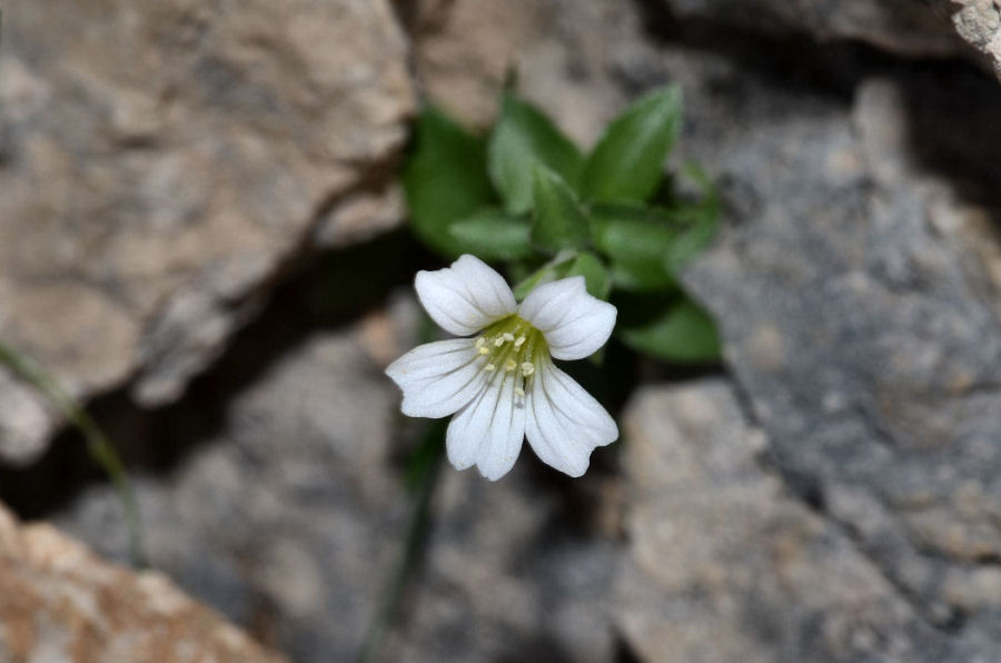 Arenaria bertolonii