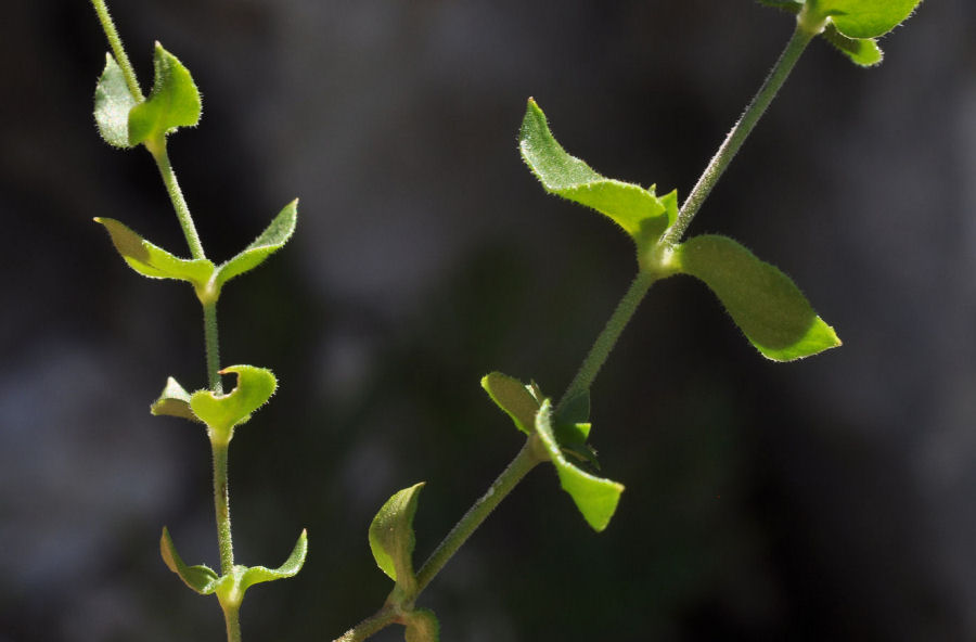 Arenaria bertolonii