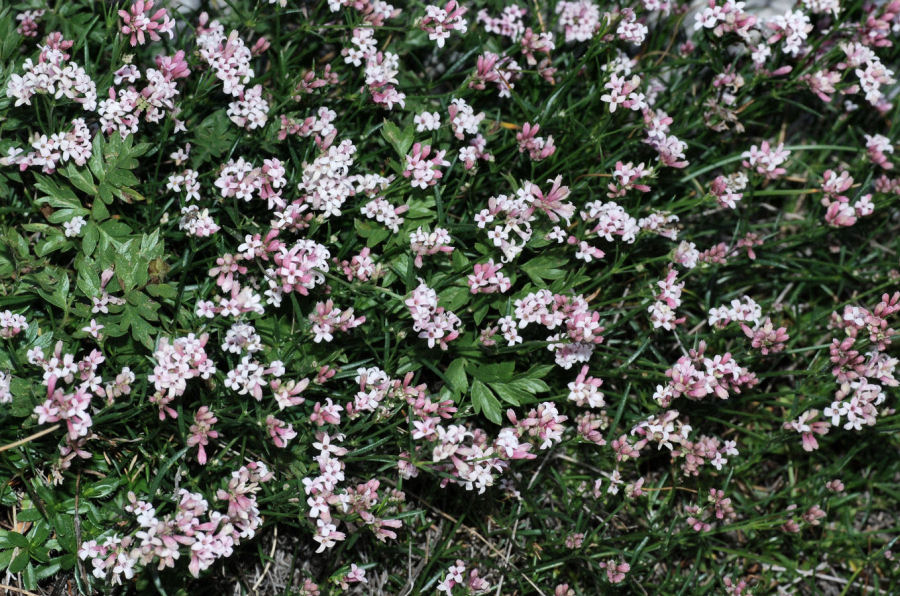 Asperula cynanchica neglecta