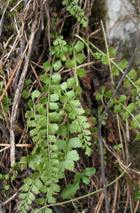 Asplenium viride
