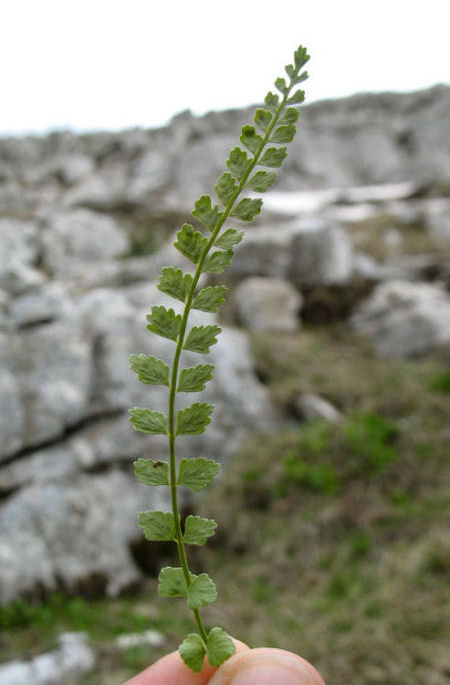 Asplenium viride