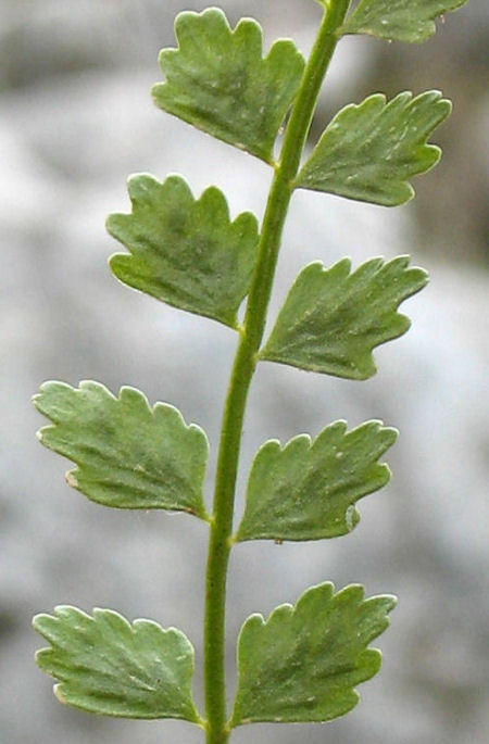 Asplenium viride