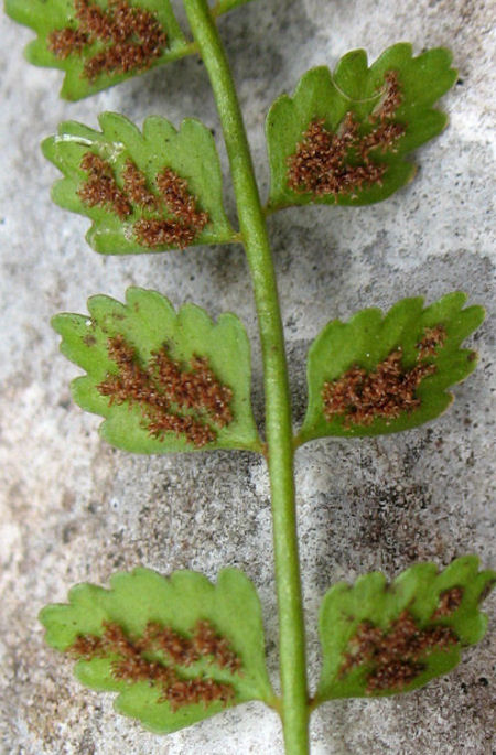 Asplenium viride