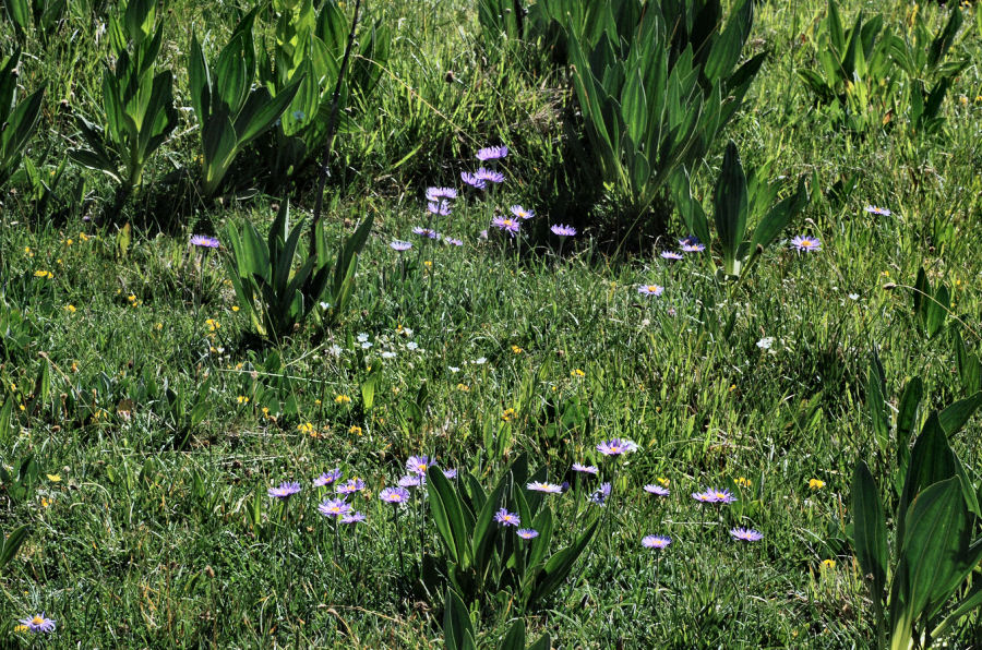 Aster alpinus alpinus