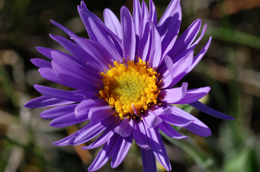 Aster alpinus alpinus