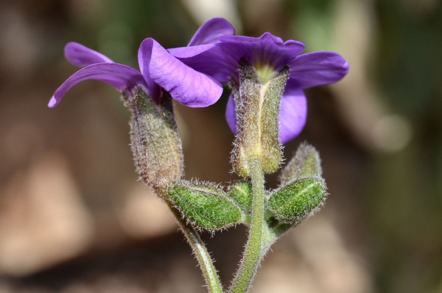 Aubrieta columnae columnae