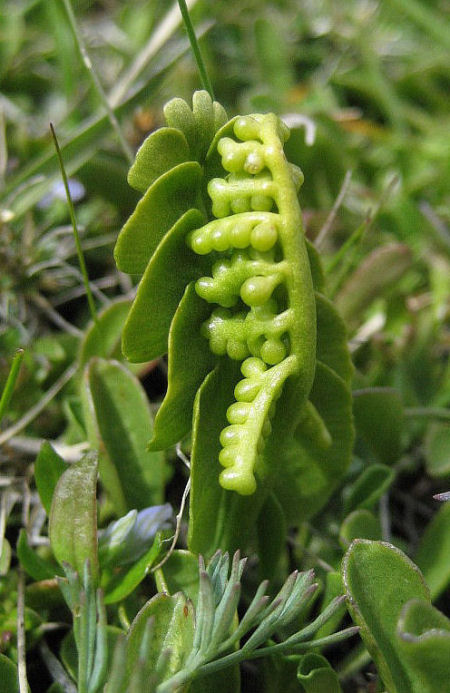 Botrichium lunaria