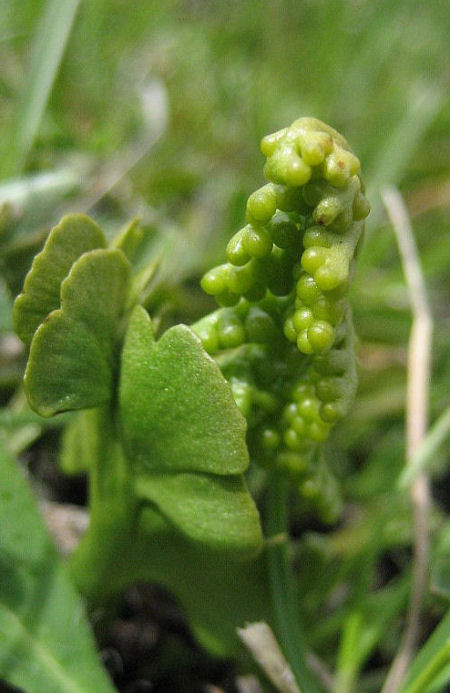 Botrichium lunaria