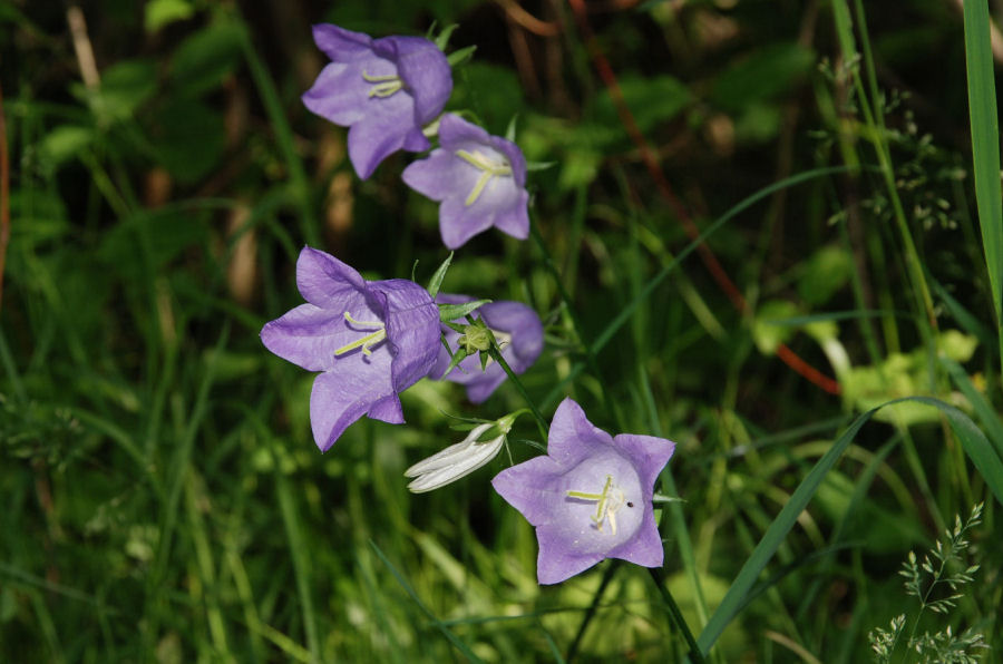 Campanula persicifolia persicifolia