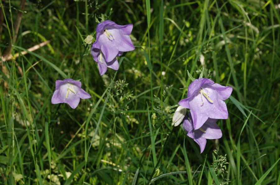 Campanula persicifolia persicifolia