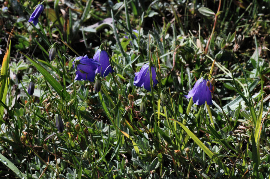 Campanula scheuchzeri scheuchzeri