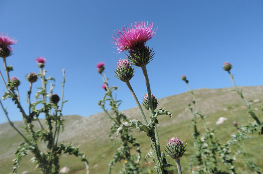 Carduus affinis affinis