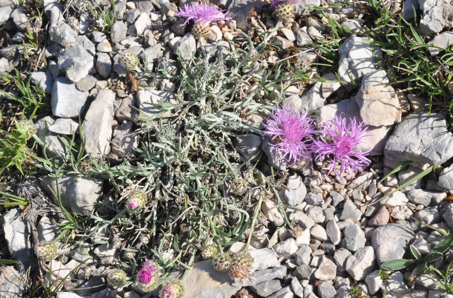 Centaurea ambigua nigra