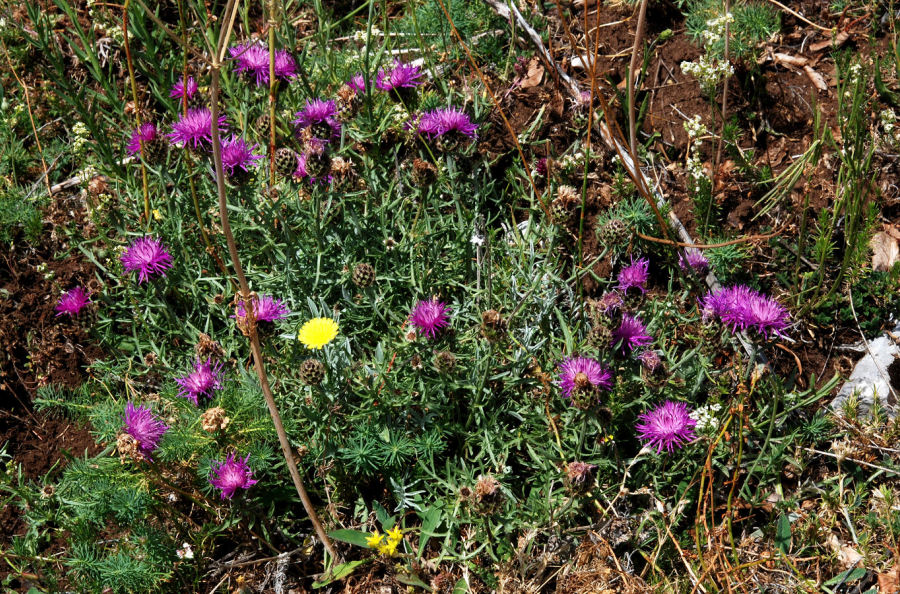 Centaurea ambigua nigra