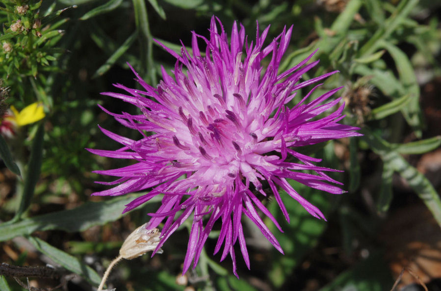 Centaurea ambigua nigra
