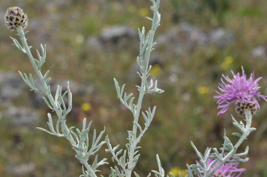 Centaurea ambigua nigra