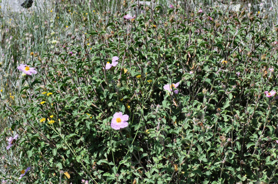 Cistus creticus creticus