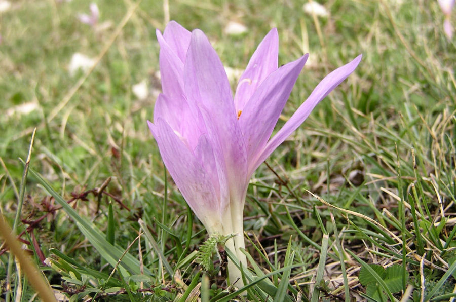 Colchicum lusitanum