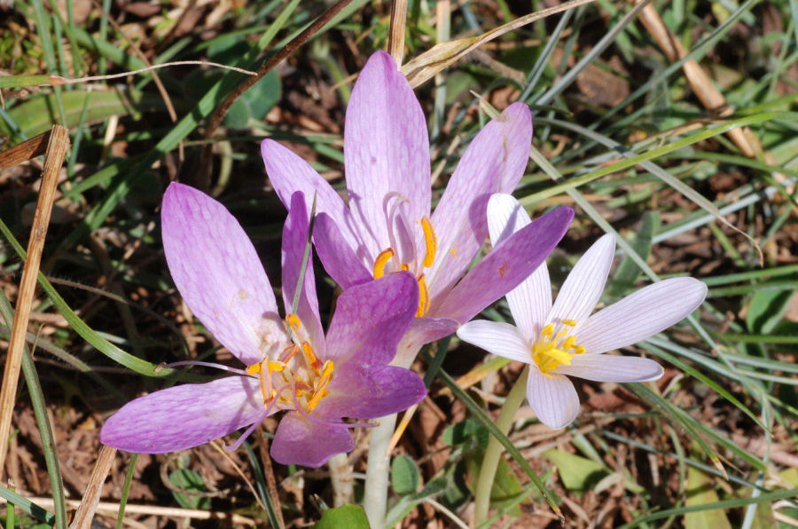 Colchicum lusitanum