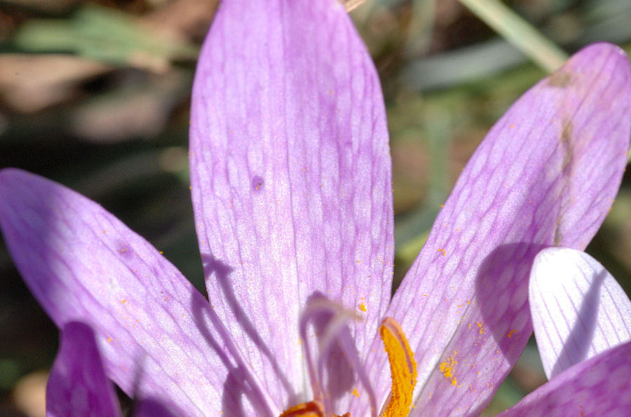 Colchicum lusitanum