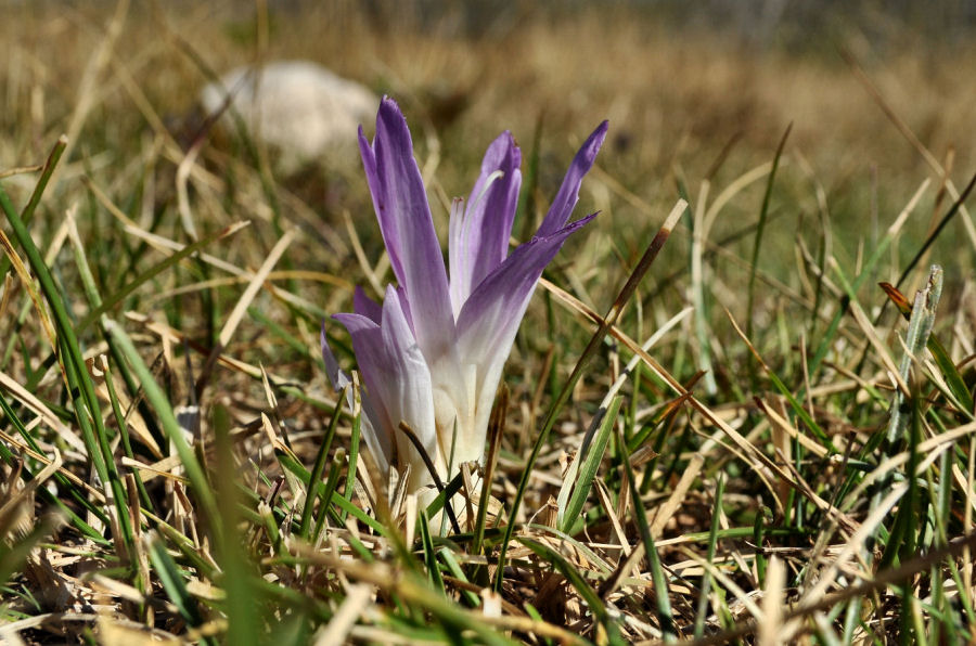 Colchicum lusitanum