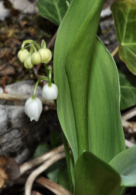 Convallaria majalis
