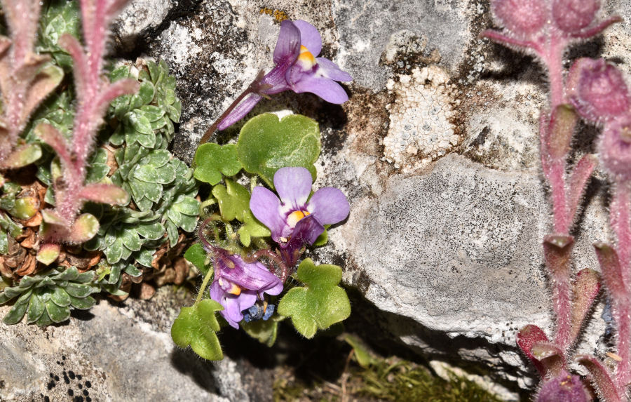 Cymbalaria muralis visianii