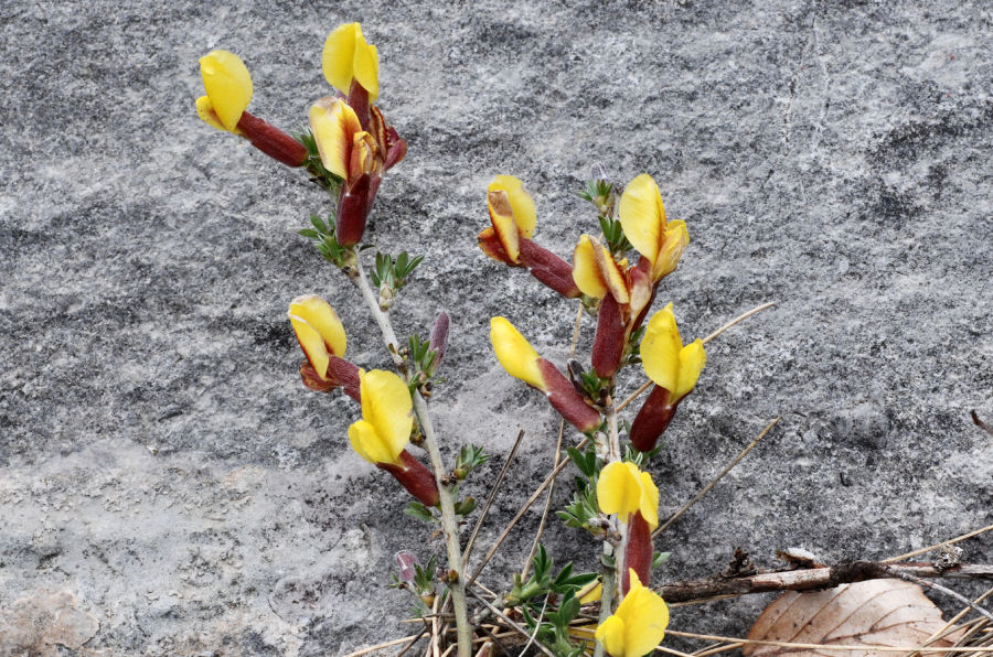 Cytisus spinescens