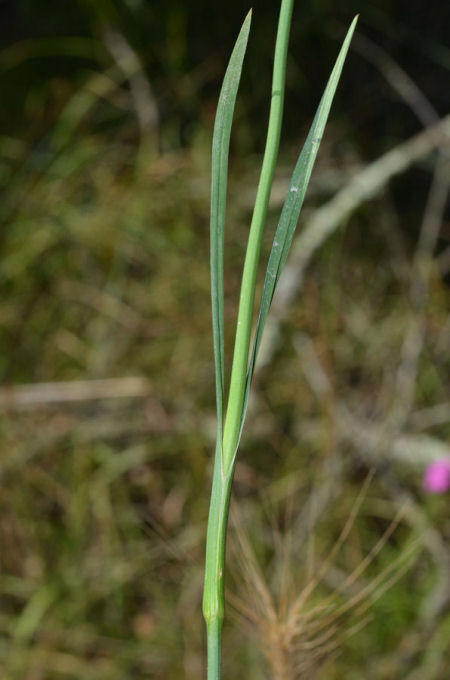 Dianthus carthusianorum tenorei