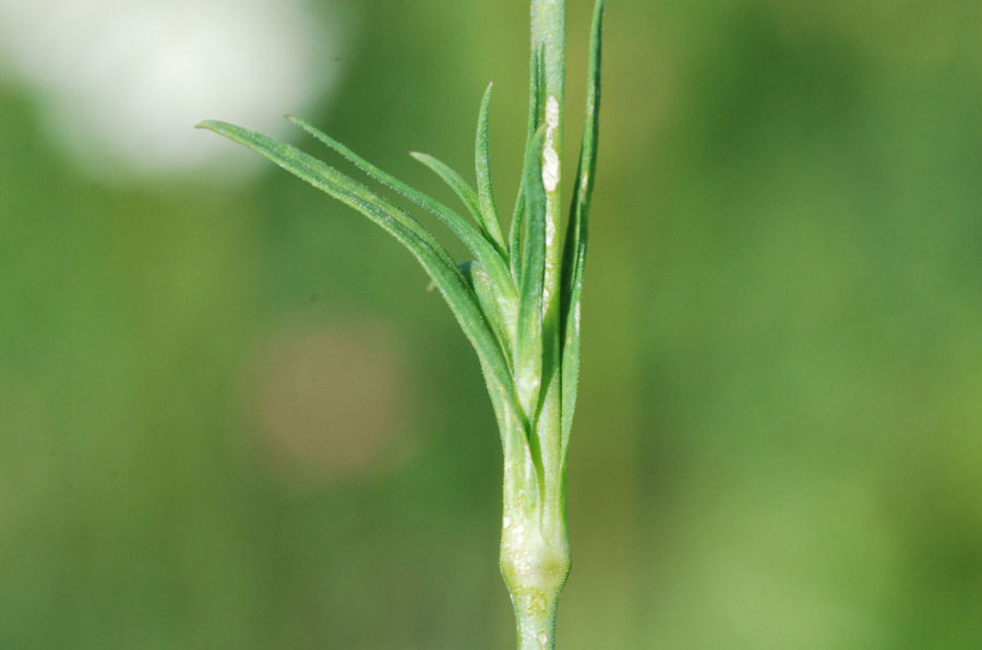 Dianthus deltoides deltoides