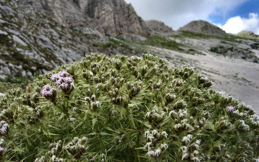 Drypis spinosa spinosa
